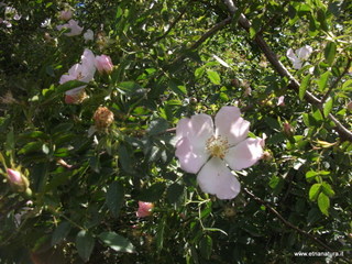 anobello-26-05-2013 09-49-53
